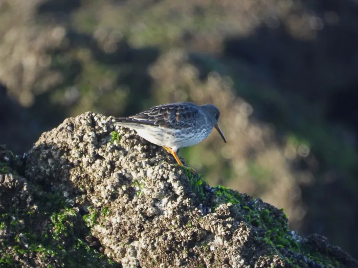 Gespotte Paarse strandloper