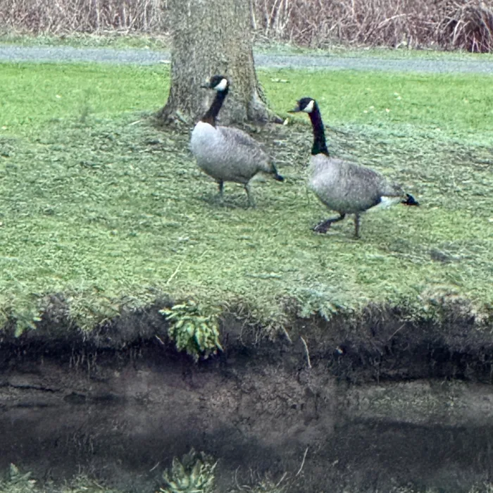 Gespotte Grote Canadese gans