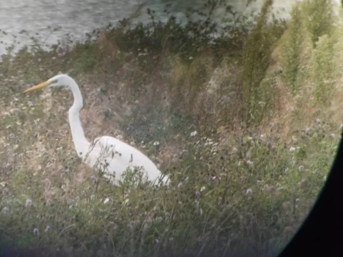 Gespotte Grote zilverreiger