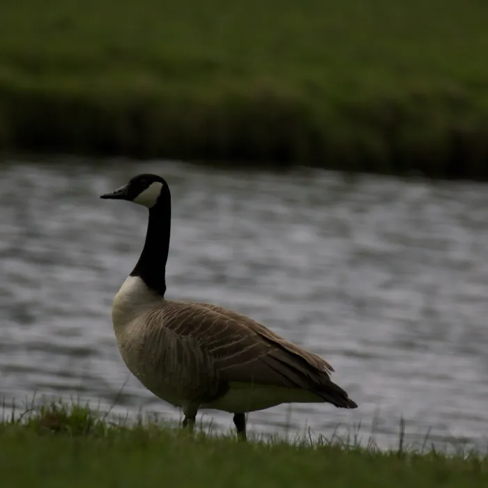 Gespotte Grote Canadese gans