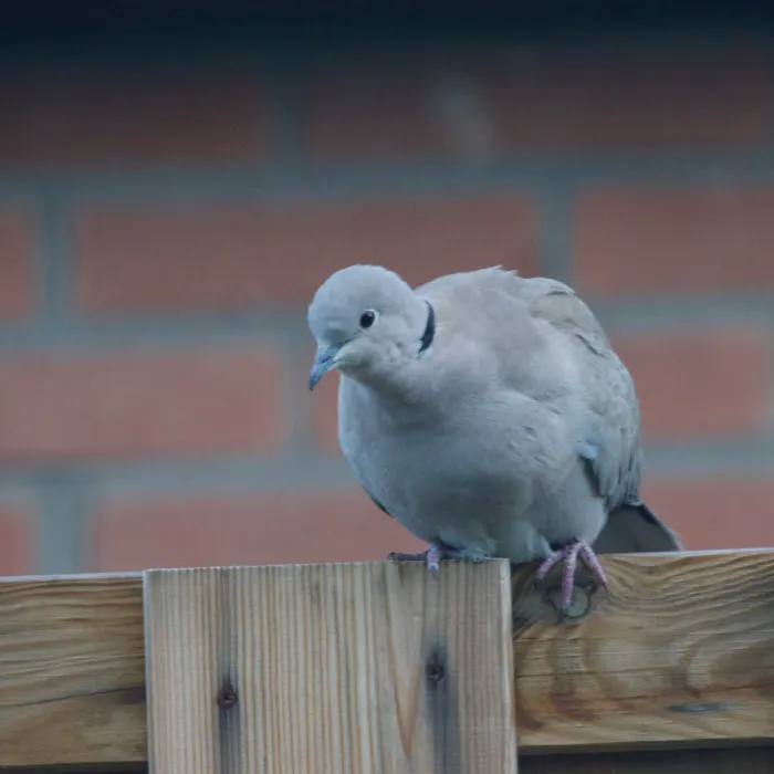 Gespotte Turkse tortel