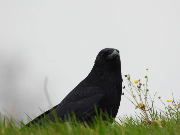 Spotted Carrion Crow