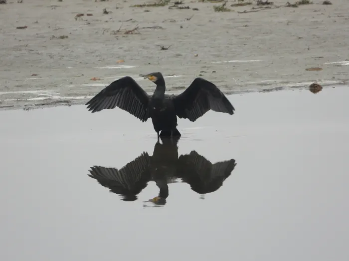 Gespotte Aalscholver