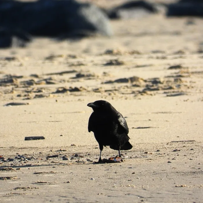Gespotte Zwarte kraai