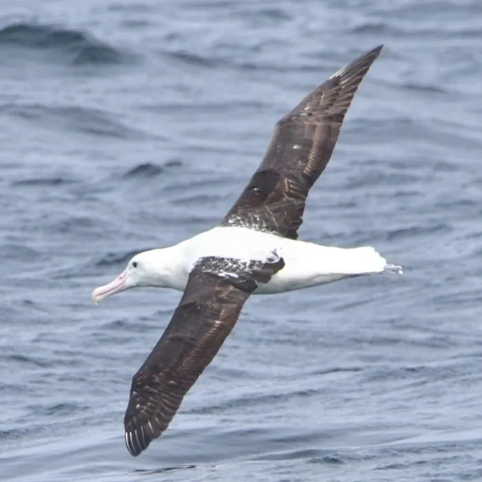 Gespotte Noordelijke koningsalbatros