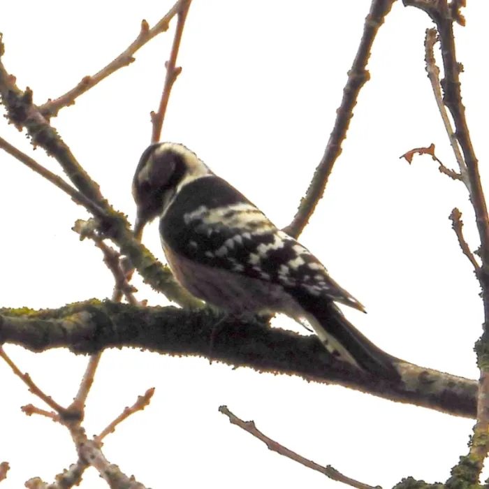 Gespotte Kleine bonte specht