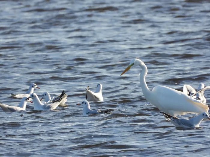 Gespotte Grote zilverreiger