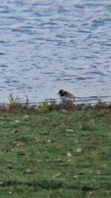 Gespotte Bontbekplevier