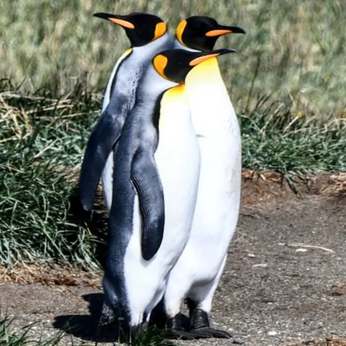 Gespotte Koningspinguïn