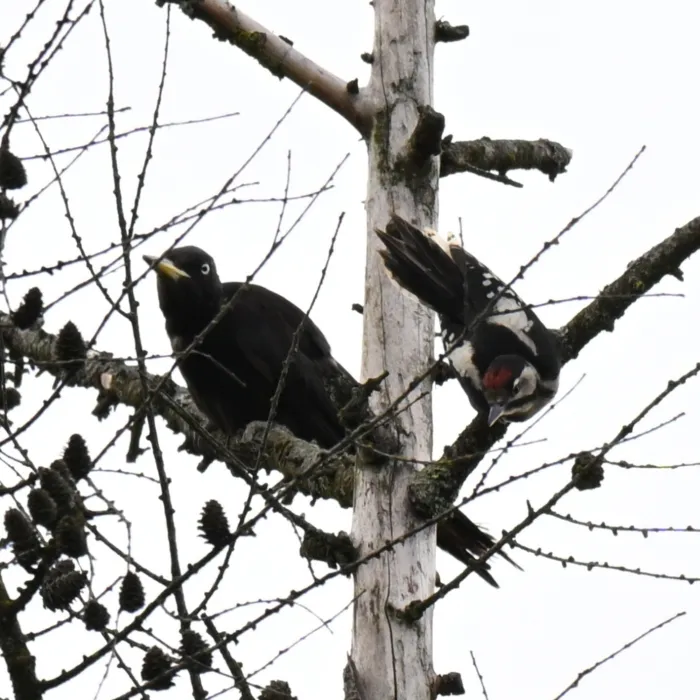 Gespotte Zwarte specht