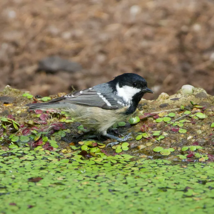 Gespotte Zwarte mees