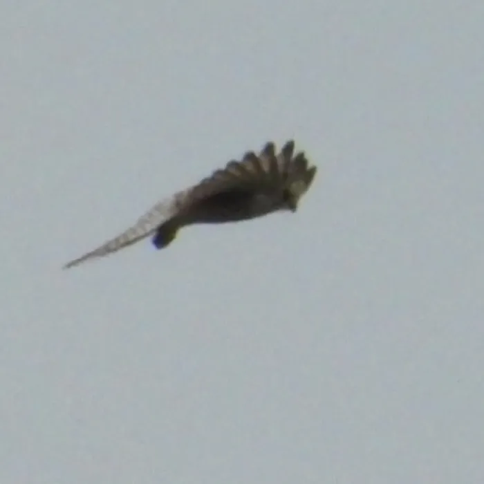 Gespotte Torenvalk