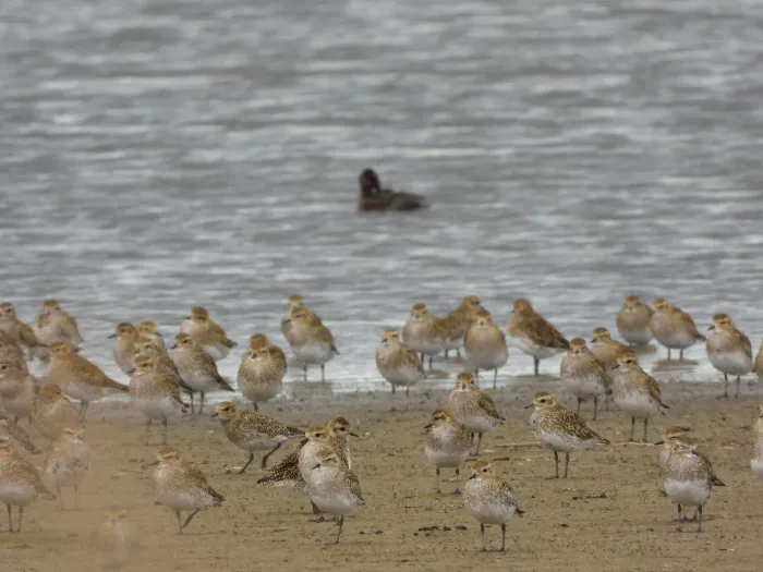 Gespotte Goudplevier