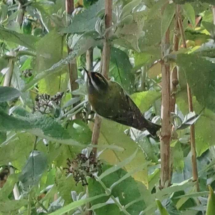 Spotted Three-striped Warbler