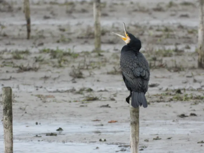 Gespotte Aalscholver