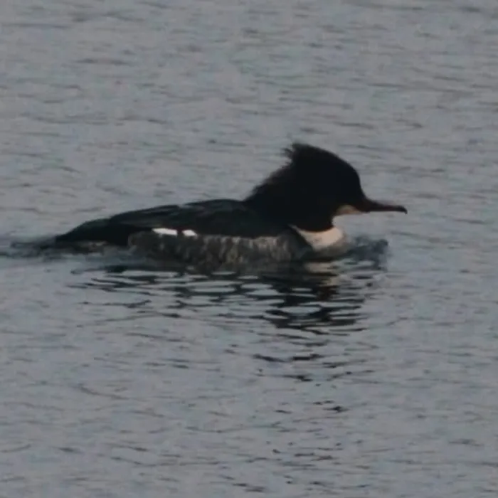 Gespotte Grote zaagbek
