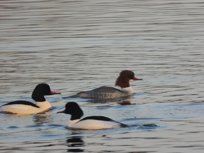 Gespotte Grote zaagbek
