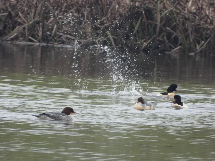 Gespotte Grote zaagbek
