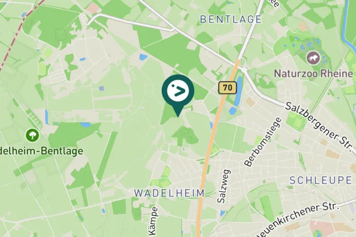 Gespotte Gele kwikstaart