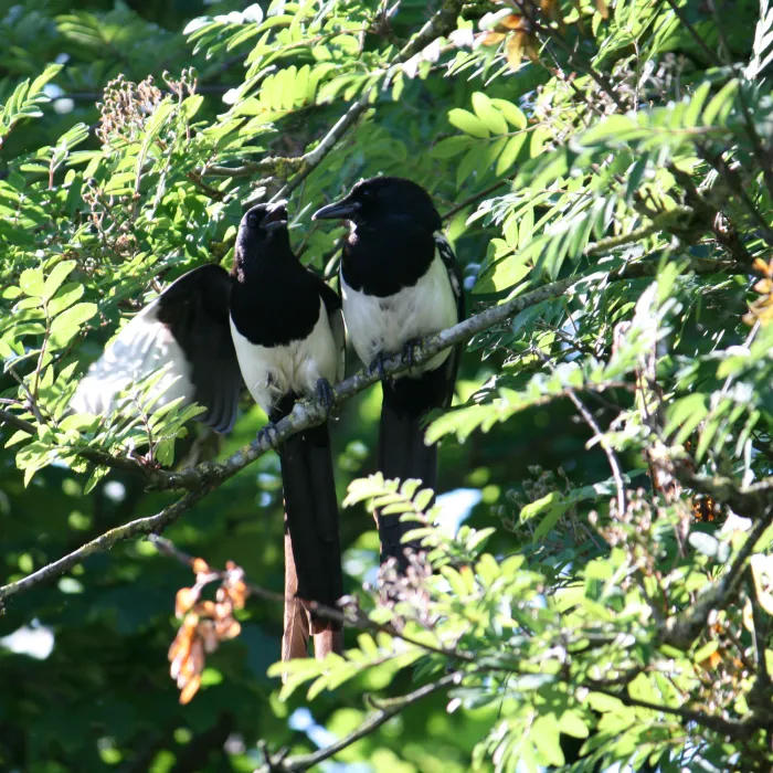 Spotted Eurasian Magpie