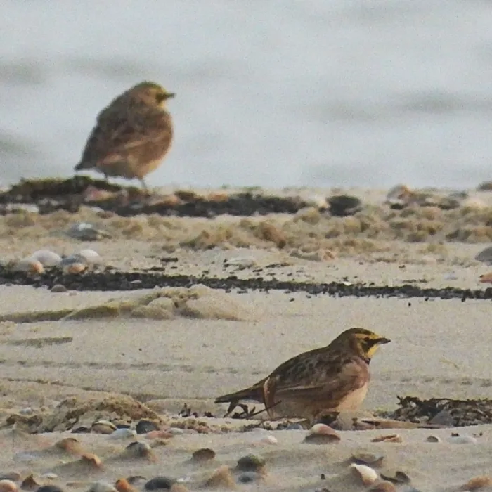 Gespotte Strandleeuwerik