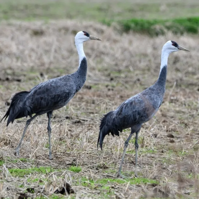 Gespotte Monnikskraanvogel