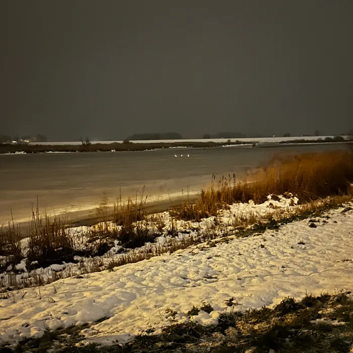 Gespotte Knobbelzwaan