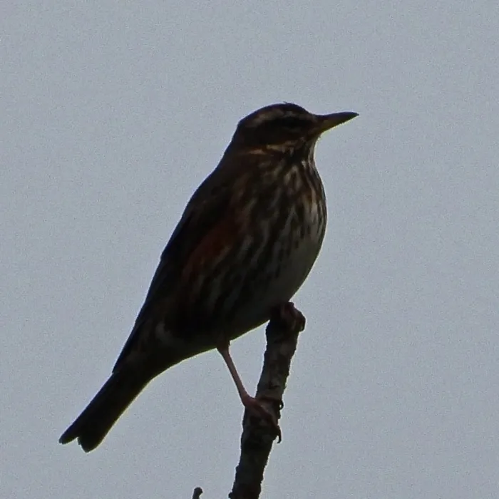 Spotted Redwing