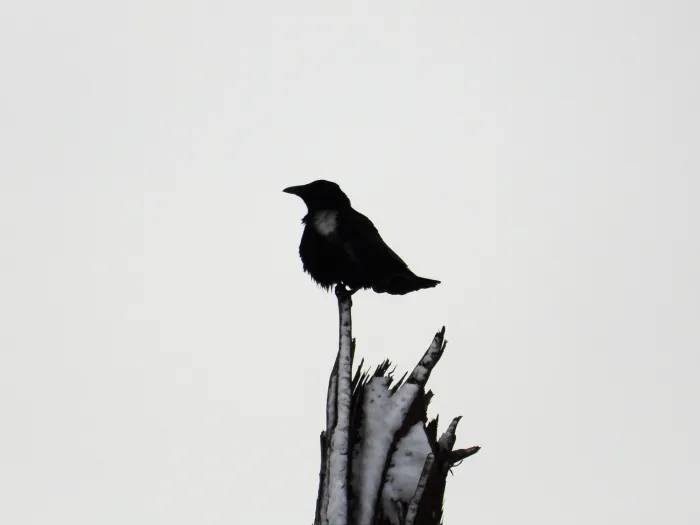 Gespotte Zwarte kraai