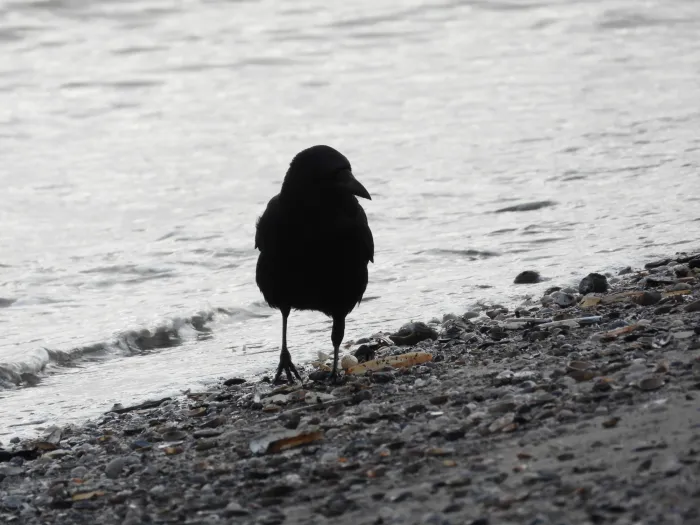 Gespotte Zwarte kraai