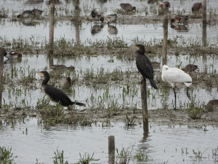 Gespotte Aalscholver