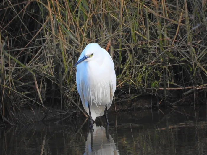 Gespotte Kleine zilverreiger