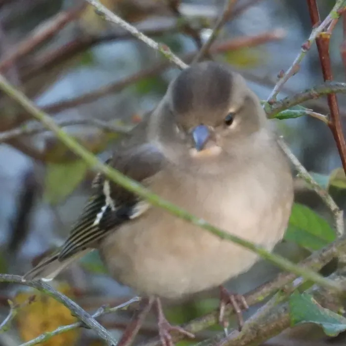 Gespotte Vink
