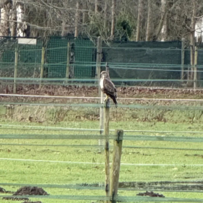 Gespotte Buizerd