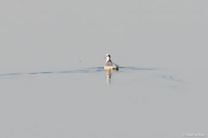 Gespotte Rosse franjepoot