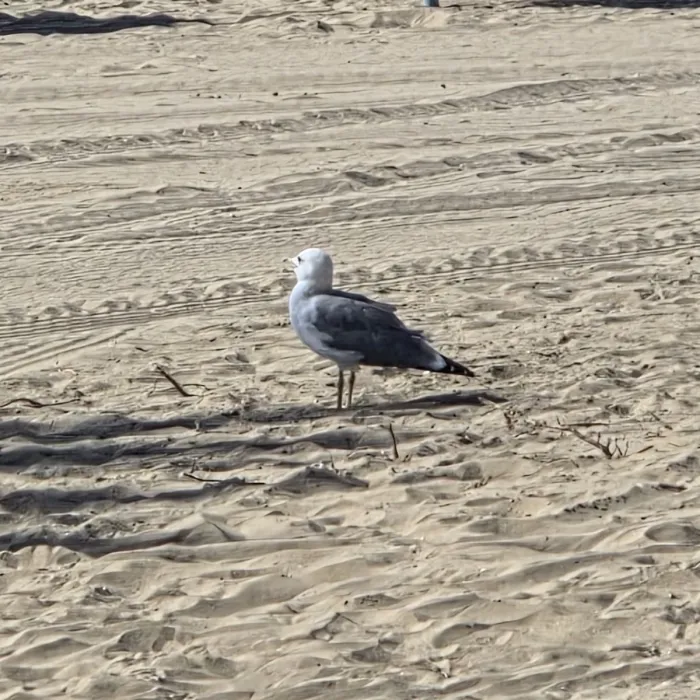 Spotted Caspian Gull
