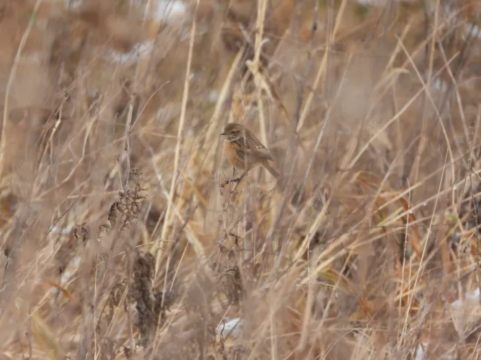 Gespotte Roodborsttapuit