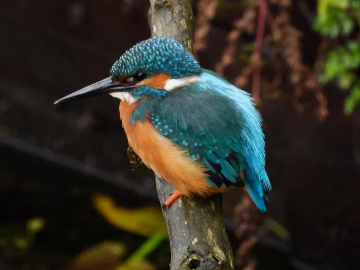 Spotted Common Kingfisher