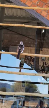 Gespotte Zuidelijke geelsnavelneushoornvogel