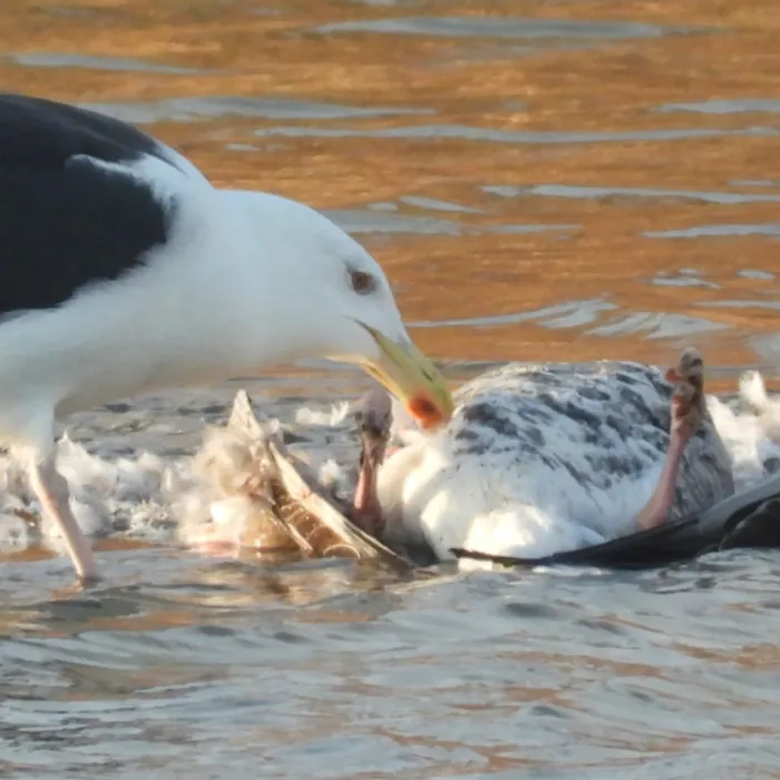 Gespotte Grote mantelmeeuw