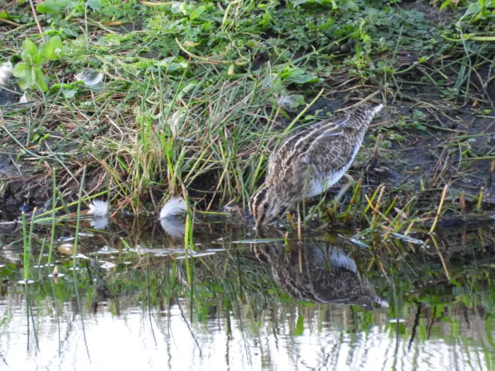 Spotted Common Snipe