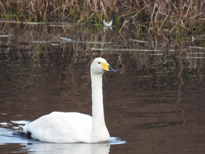 Gespotte Wilde zwaan