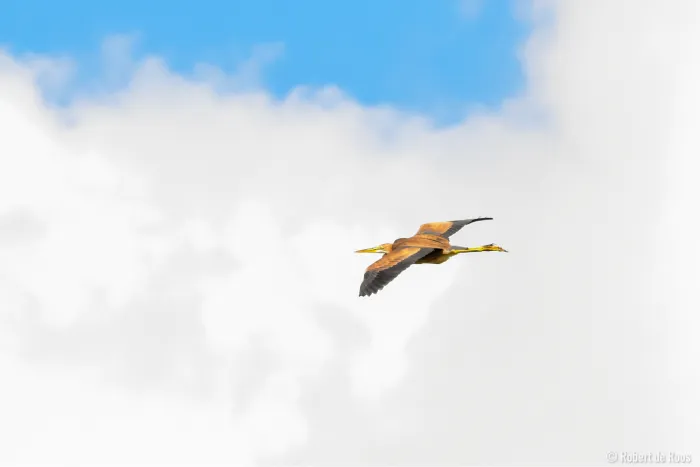 Gespotte Purperreiger