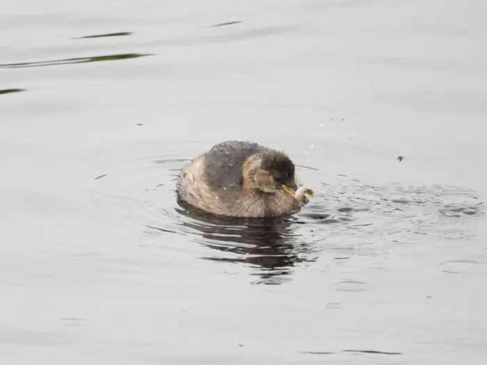 Spotted Little Grebe
