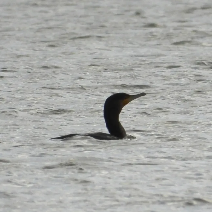 Gespotte Aalscholver