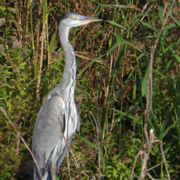 Gespotte Blauwe reiger
