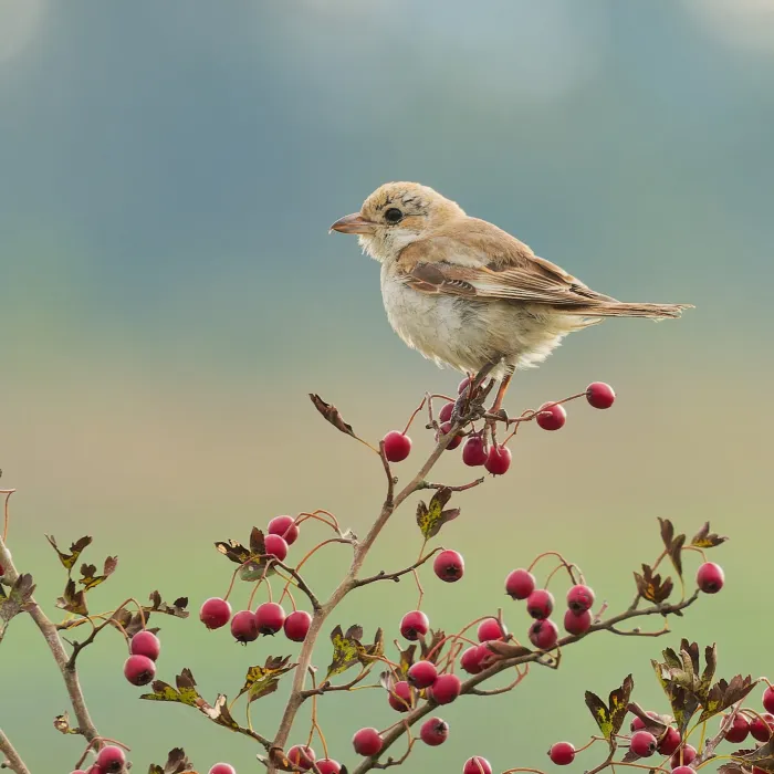 Gespotte Roodkopklauwier