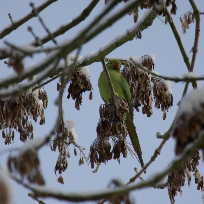 Gespotte Halsbandparkiet