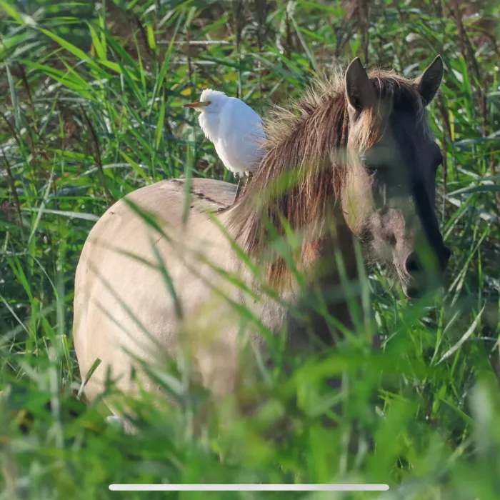 Gespotte Westelijke koereiger