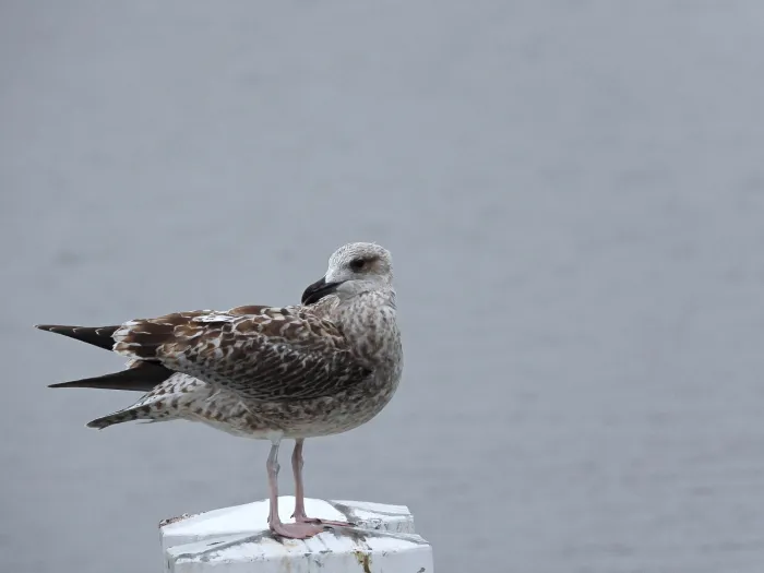 Gespotte Zilvermeeuw